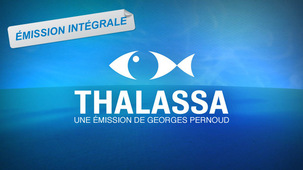 Le naufrage de Thalassa