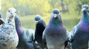 Les « pigeons » comme des coqs en pâte