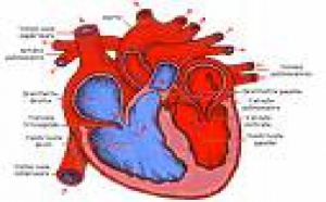 Le vaccin anti pneumocoque contre l'infarctus du myocarde