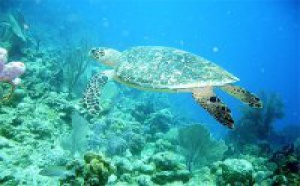 Editoweb point presse tortue marine  et autres news