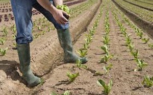 10 tonnes de fruits et légumes vendues directement aux consommateurs