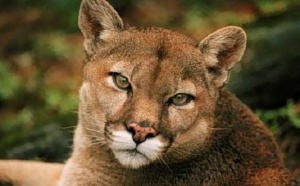 Insolite: Il trouve un puma dans son garage et autres news