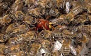 Insolites: attaque d'abeille et autres actus