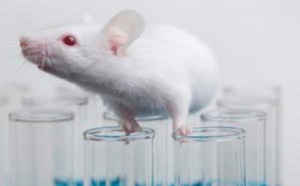 Santé: Du sperme de souris contre infertilité