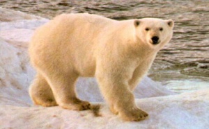 Insolite: sa tête dans la gueule d'un ours