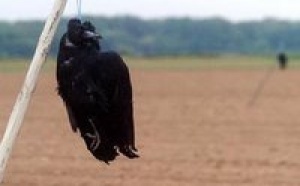 Le suicide et le corbeau