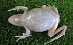 Une grenouille transparente pour l'imagerie génétique en temps réel