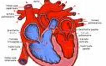 Le vaccin anti pneumocoque contre l'infarctus du myocarde