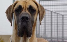 Actus France: une filette tuée par des chiens