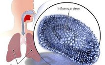 Grippe A/H1N1 et rentrée des classes: plan de riposte