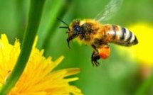 Du miel artisanal et naturel au marché Nature et Bio de Bordeaux