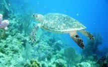 Editoweb point presse tortue marine  et autres news