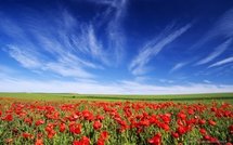 Santé: Cueillons des coquelicots