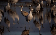 Un cinquième des grues sauvages seraient atteintes par la grippe aviaire