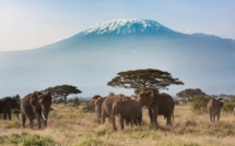 Les éléphants s'interpellent par leur petit nom