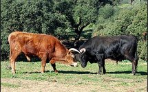 les taureaux de combat avant l'arène