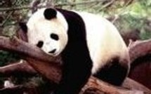 Actu Monde : Mort de Ling Ling, l'unique panda appartenant au Japon