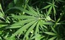 Actu Monde : Saisie record à Rio de 4,5 tonnes de marijuana